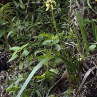 Cymbidium haematodes Lindl.